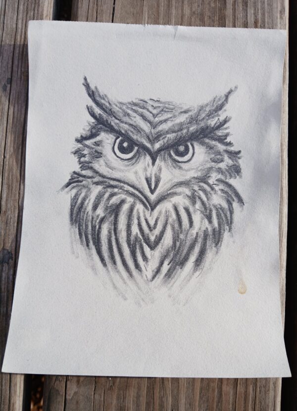 Owl