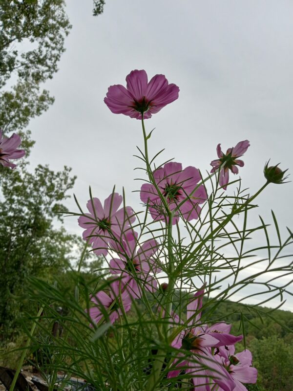 Cosmos Seeds - Image 3