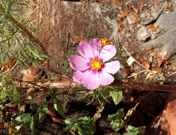 Cosmos Seeds - Image 5