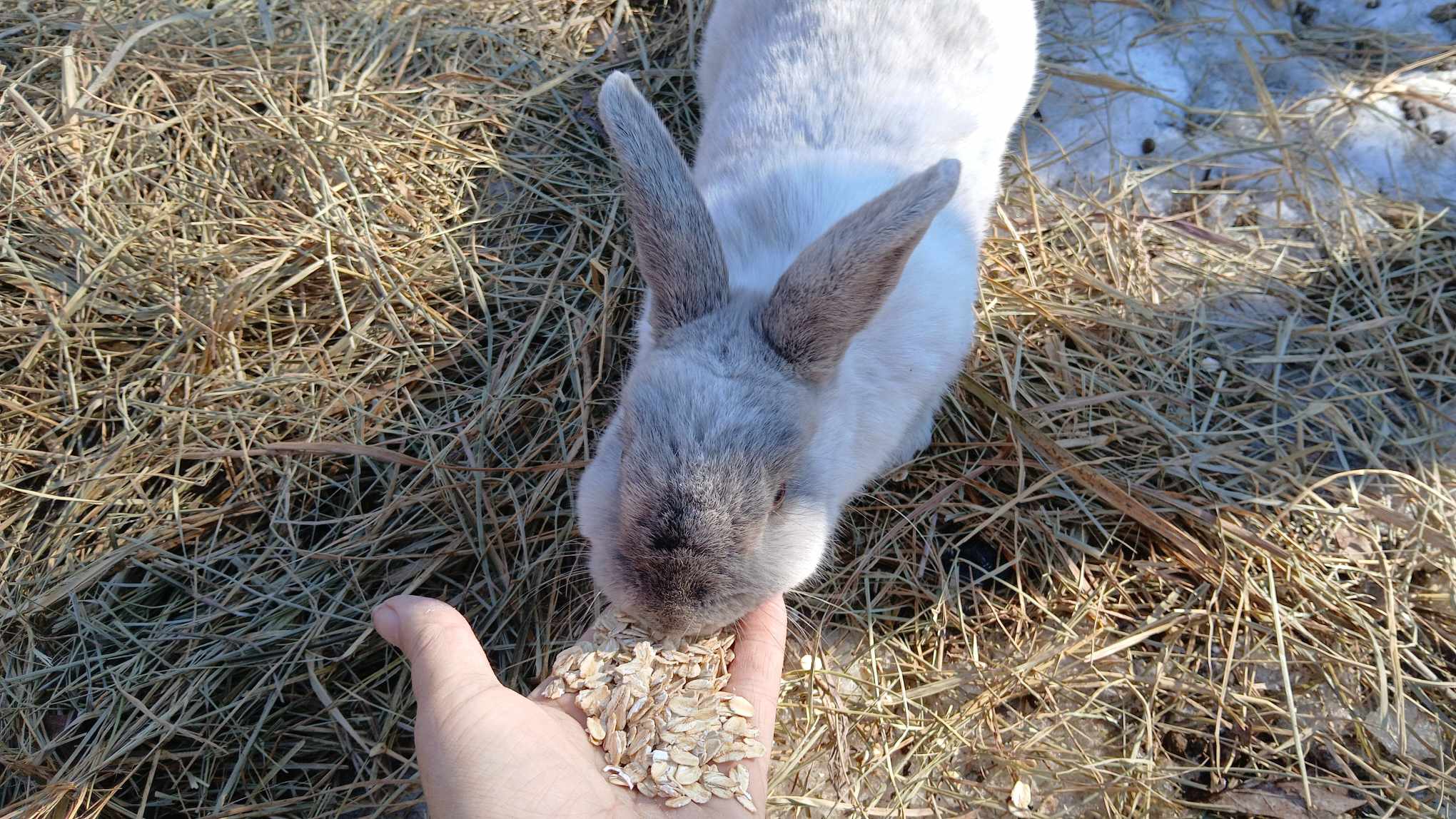 Rabbit eating out of my hand